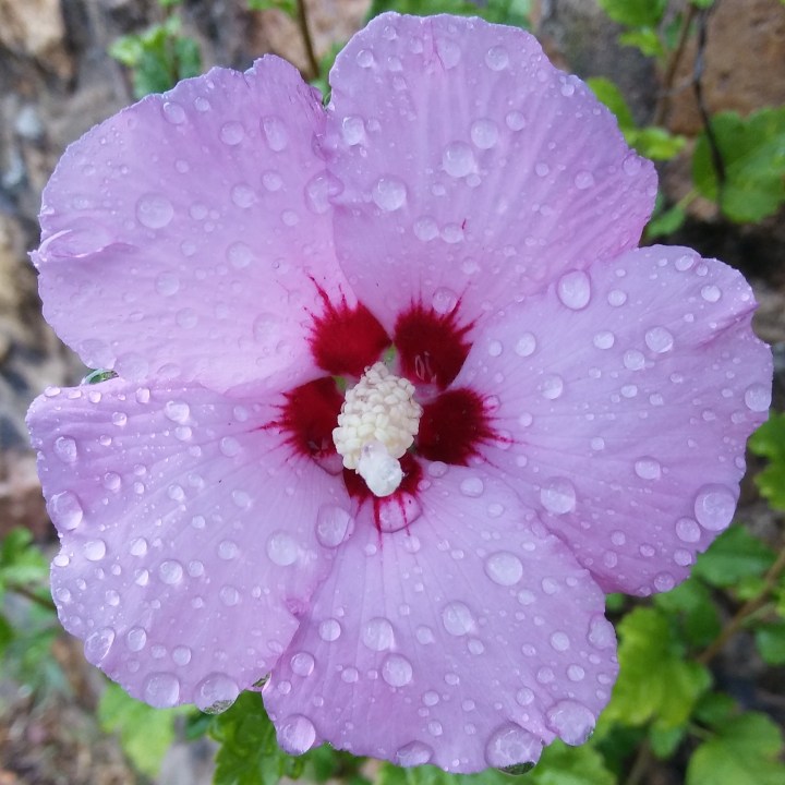 flower-in-the-rain.jpg