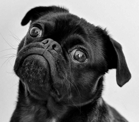 adult black pug